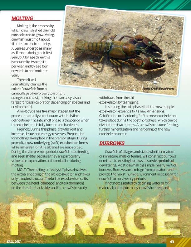 bass eat crawdads use crayfish to fish for bass