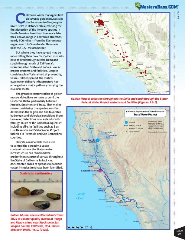 Golden Mussels Spread Nearly 500 Miles Across California, Page 4