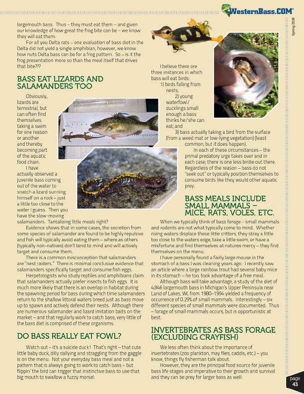 bass lures and baits that mimic frogs, salamander and other forage for bass fishing