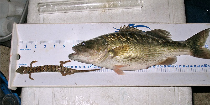 Bass Lures to Mimic Baitfish  Frogs, Salamander and Other Forage