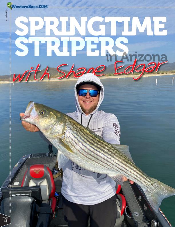 bass fishing for striped bass