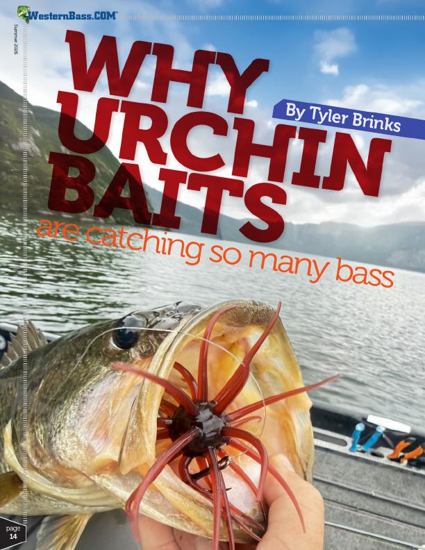 New Urchin Bait Trend in Bass Fishing